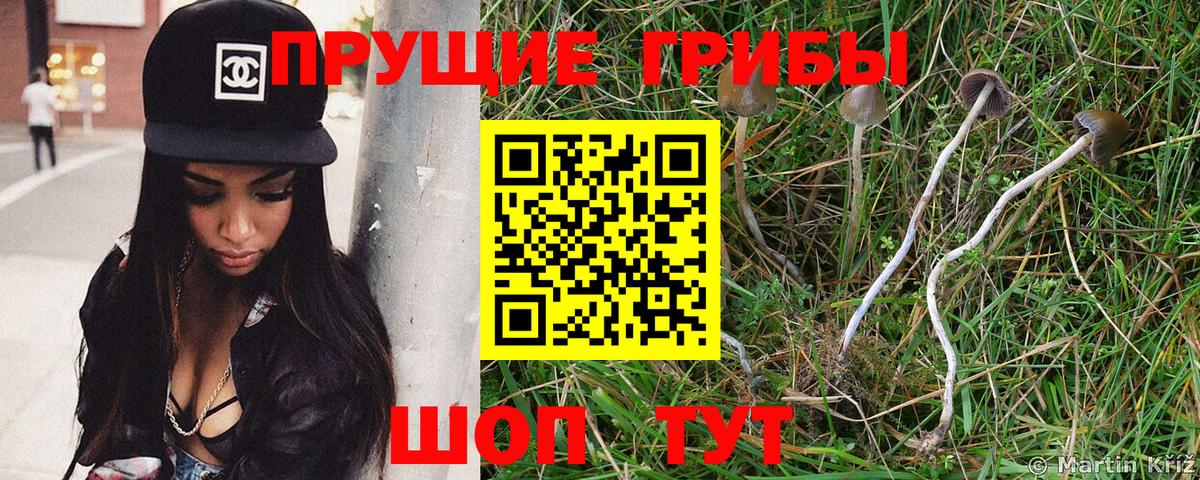 Элиста  где купить наркоту  Вход с VPN  Галлюциногенные грибы мухоморы 